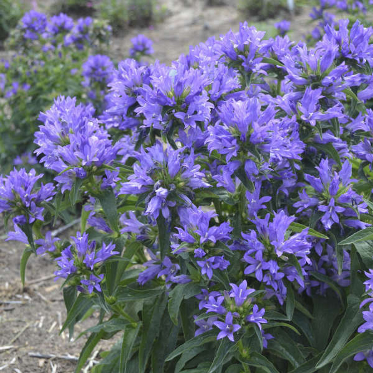 Campanula glomerata 'Church Bells'